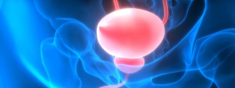 Prostata: Funktion, Anatomie & Beschwerden | Prosturol®